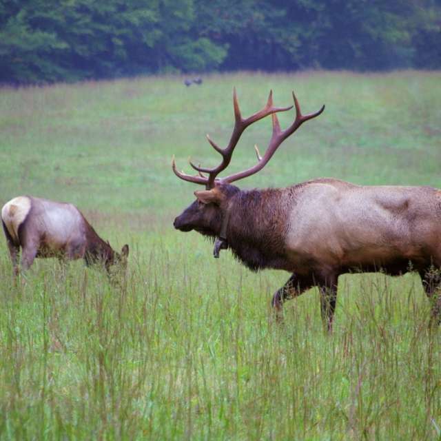 An Evening with the Elk